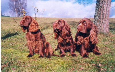 Cherryl Lovjed´s, Equisetta Pejšar a Backstreet Boy v. Biekenrain